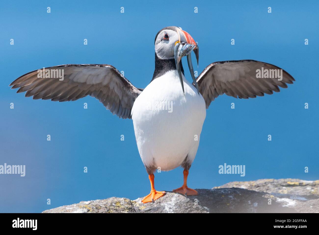 Atlantic Puffin (Fratercla artica) in piedi con becco pieno di anguille di sabbia e ali distese sull'isola di maggio, Fife, Scozia, Regno Unito Foto Stock