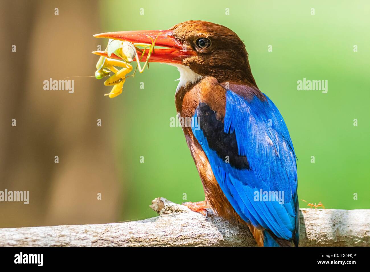 Martin pescatore dalla gola bianca (Halcyon smyrnensis) con la sua mantide appena catturata Foto Stock