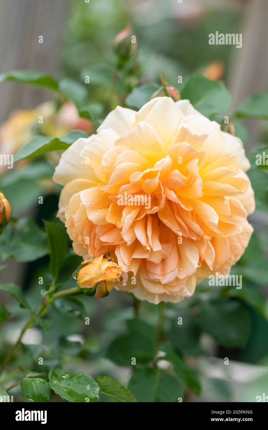 Primo piano di una rosa di albicocca/arancio chiamata Rosa Dame Judi Dench fiorente in un giardino inglese. Una bella rosa David Austin fiorisce con la rugiada. REGNO UNITO Foto Stock