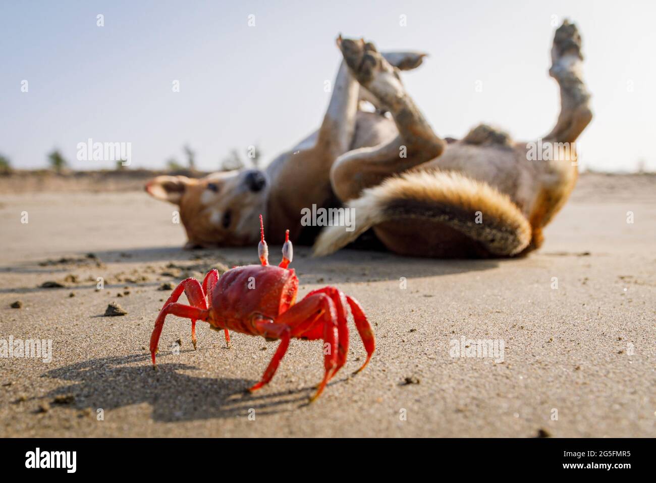 Un granchio fantasma rosso e un cane randagio godere di una spiaggia libera dai turisti a Bazar Cox in Bangladesh. Il granchio fantasma rosso è stato minacciato, in quanto i turisti stanno violando il loro habitat. Tuttavia, la pandemia del COVID 19 e la conseguente assenza di turisti hanno dato ai granchi una ben meritata possibilità di rimbalzo. Foto Stock