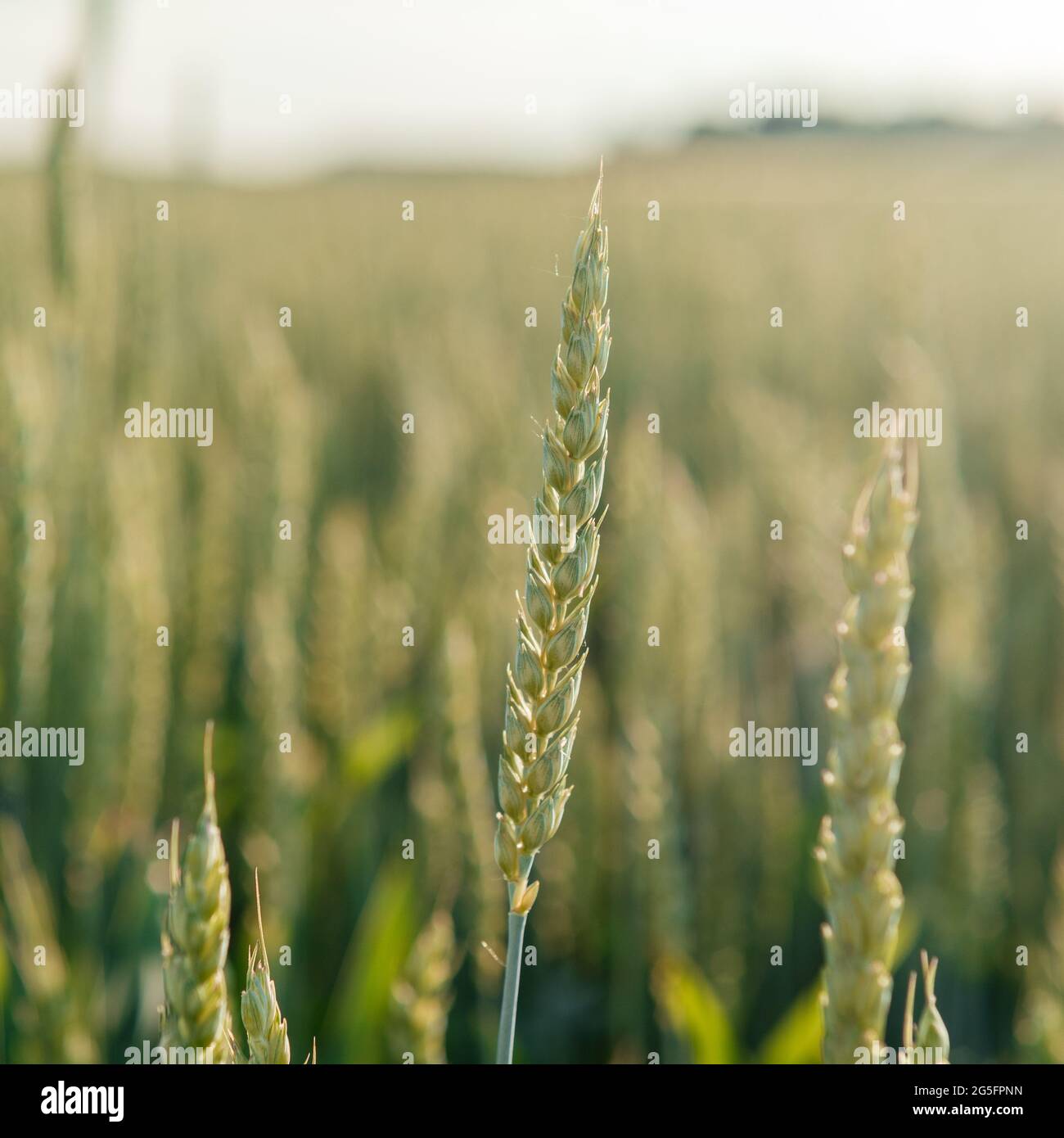 I picchi di grano si avvicinano al campo del grano, al campo agricolo all'inizio dell'estate, alla coltivazione di cereali e all'agricoltura Foto Stock