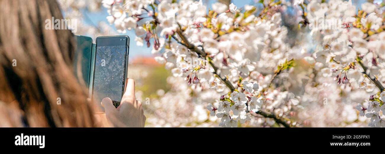 La donna turistica viaggia in Giappone scattando foto della fioritura di sakura usando una macchina fotografica del telefono mobile. Stagione primaverile dei fiori di ciliegio Foto Stock