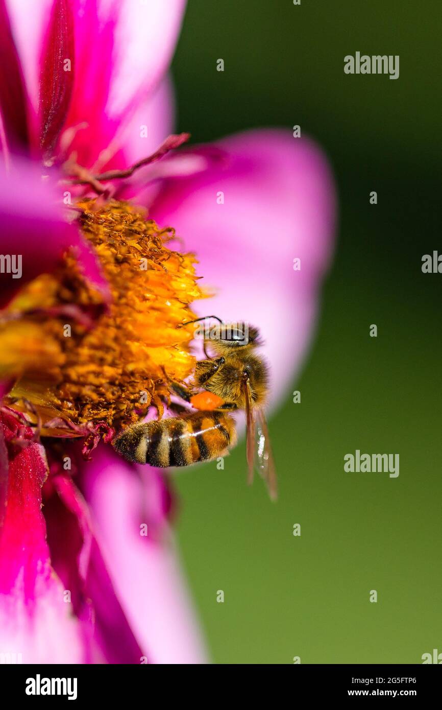 Honey Bee occupato impollinating ai Giardini pubblici, Halifax, Nuova Scozia Foto Stock