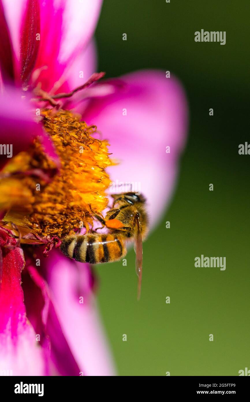 Honey Bee occupato impollinating ai Giardini pubblici, Halifax, Nuova Scozia Foto Stock