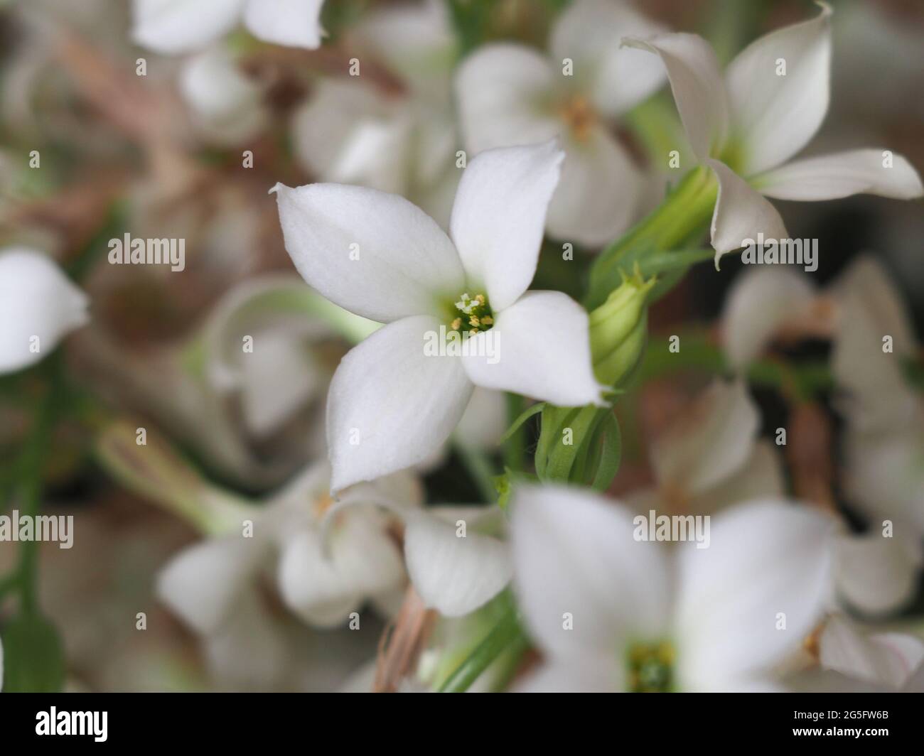 kalanchoe (classificazione scientifica Saxifragales Crassulaceae) pianta fiore bianco Foto Stock