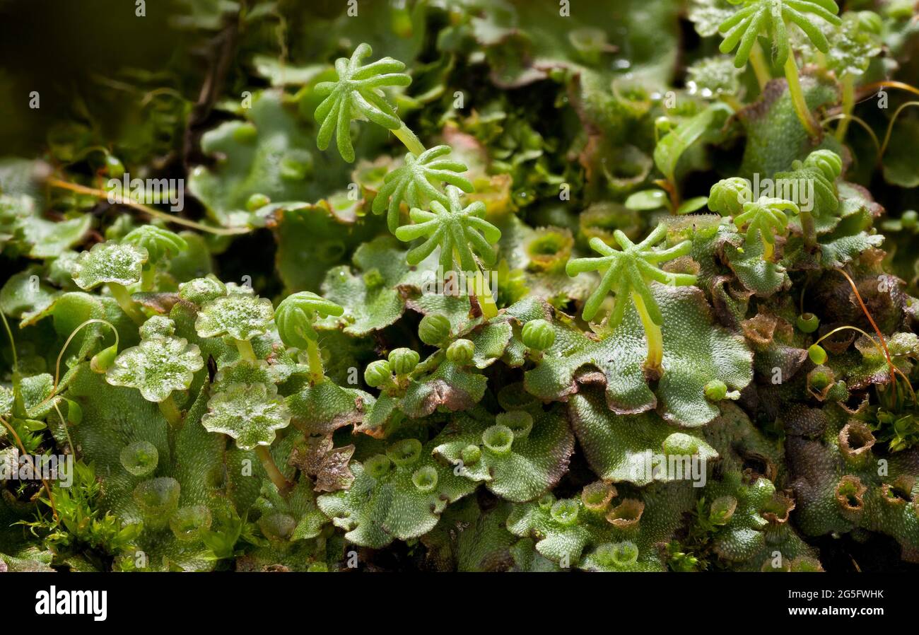 Gametangiofori simili ad ombrello, parti femminili, marchantia polymorpha liverwort Foto Stock