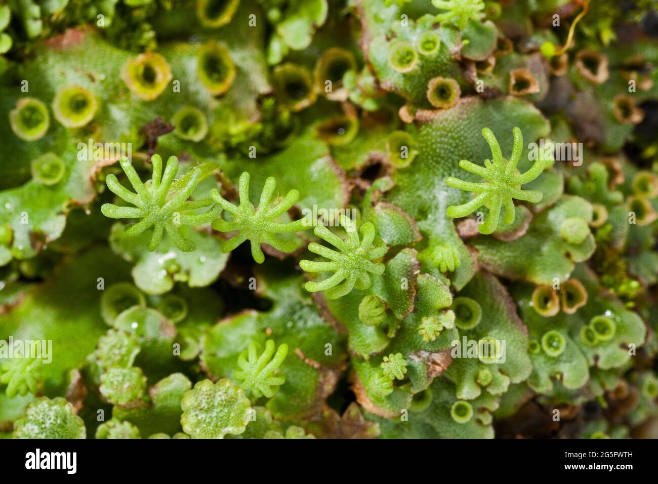 Gametangiofori simili ad ombrello, parti femminili, marchantia polymorpha liverwort Foto Stock