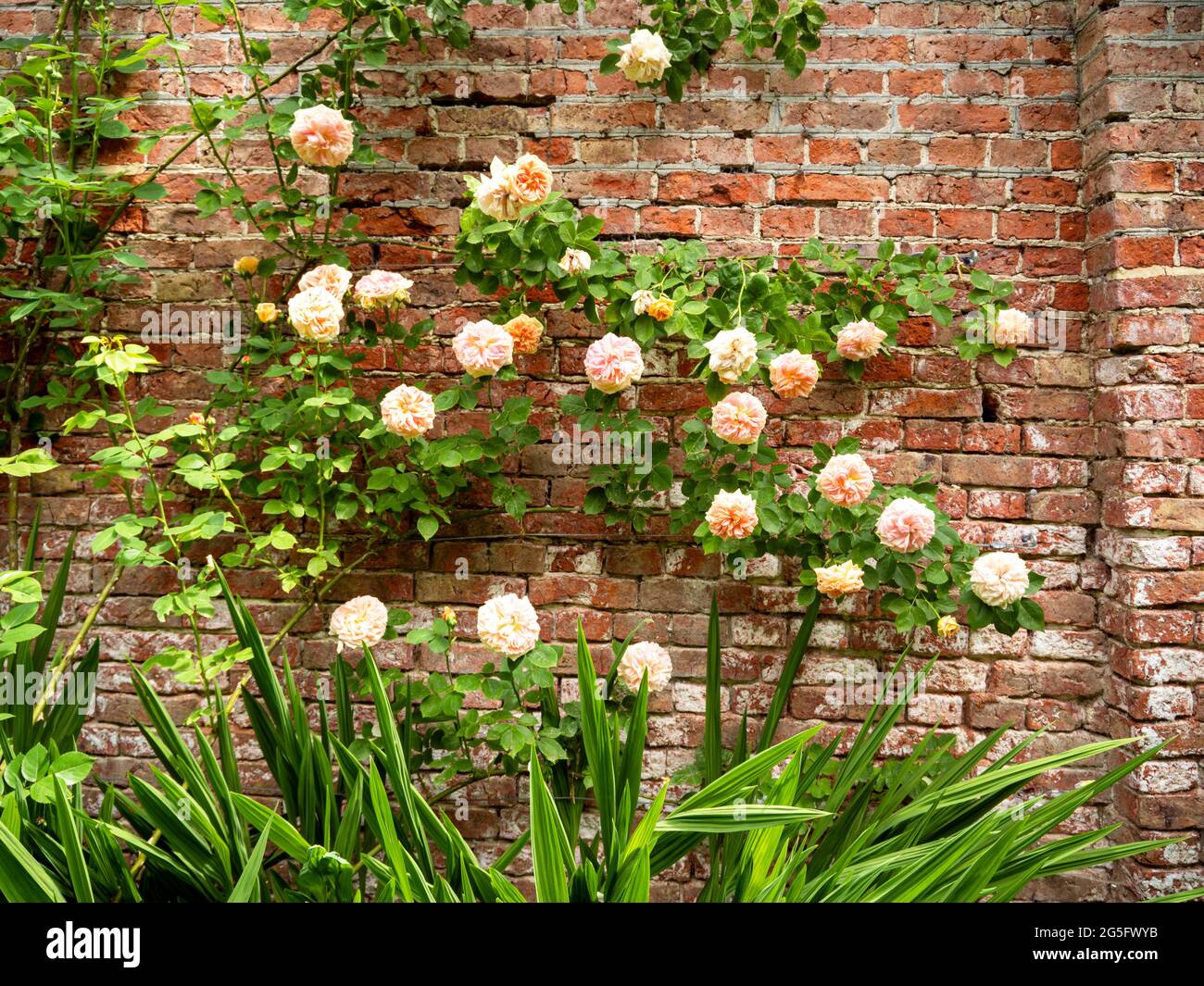 Belle rose rampicanti fiorite in un giardino murato Foto Stock
