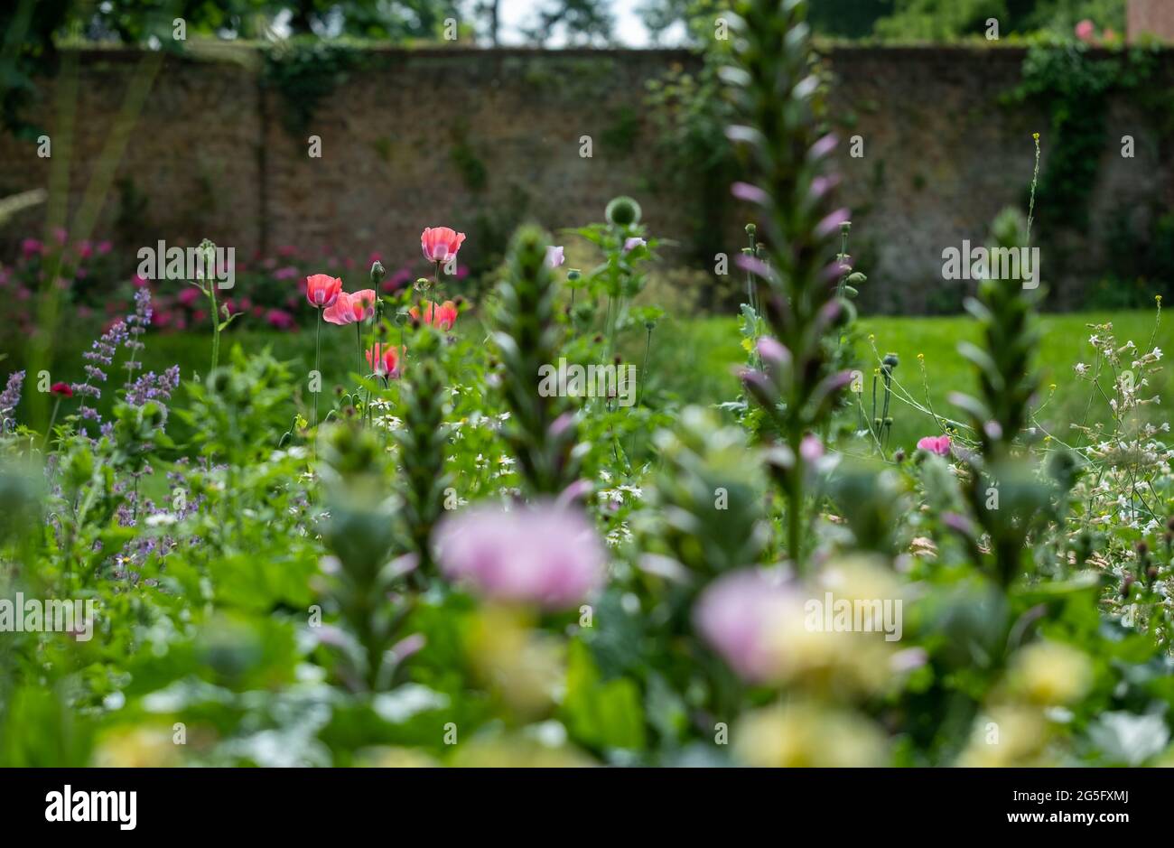 Colorati fiori estivi fotografati alla fine di giugno a Eastcote House Gardens, storico giardino murato comunale a Pinner, Londra Regno Unito. Foto Stock