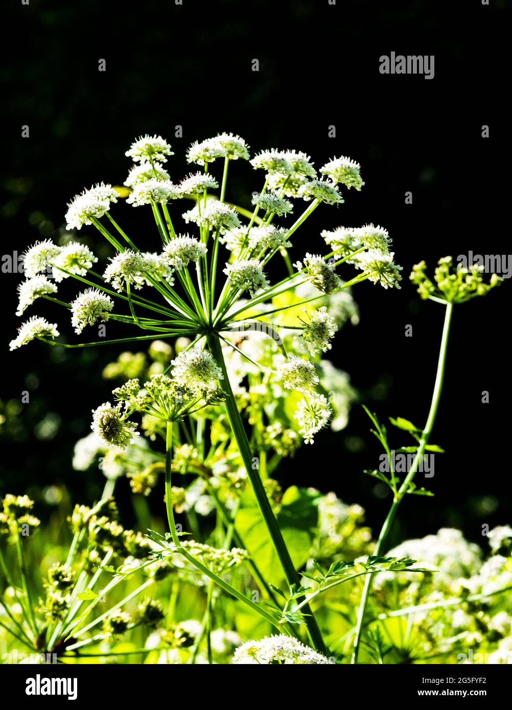 Masterwort (Imperatoria ostruthium) che cresce allo stato selvatico nel Galles Foto Stock