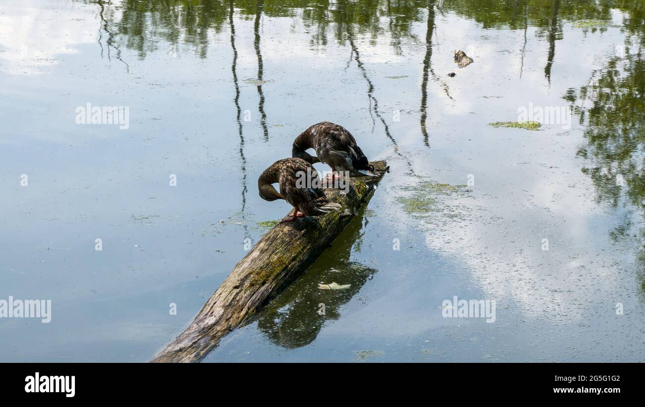 Cura di piuma di due uccelli d'acqua su un ceppo Foto Stock