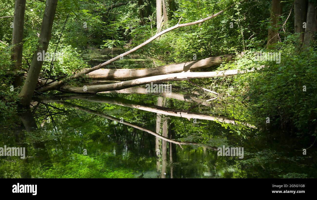 Vecchio tronco di albero riflesso nella superficie dell'acqua Foto Stock