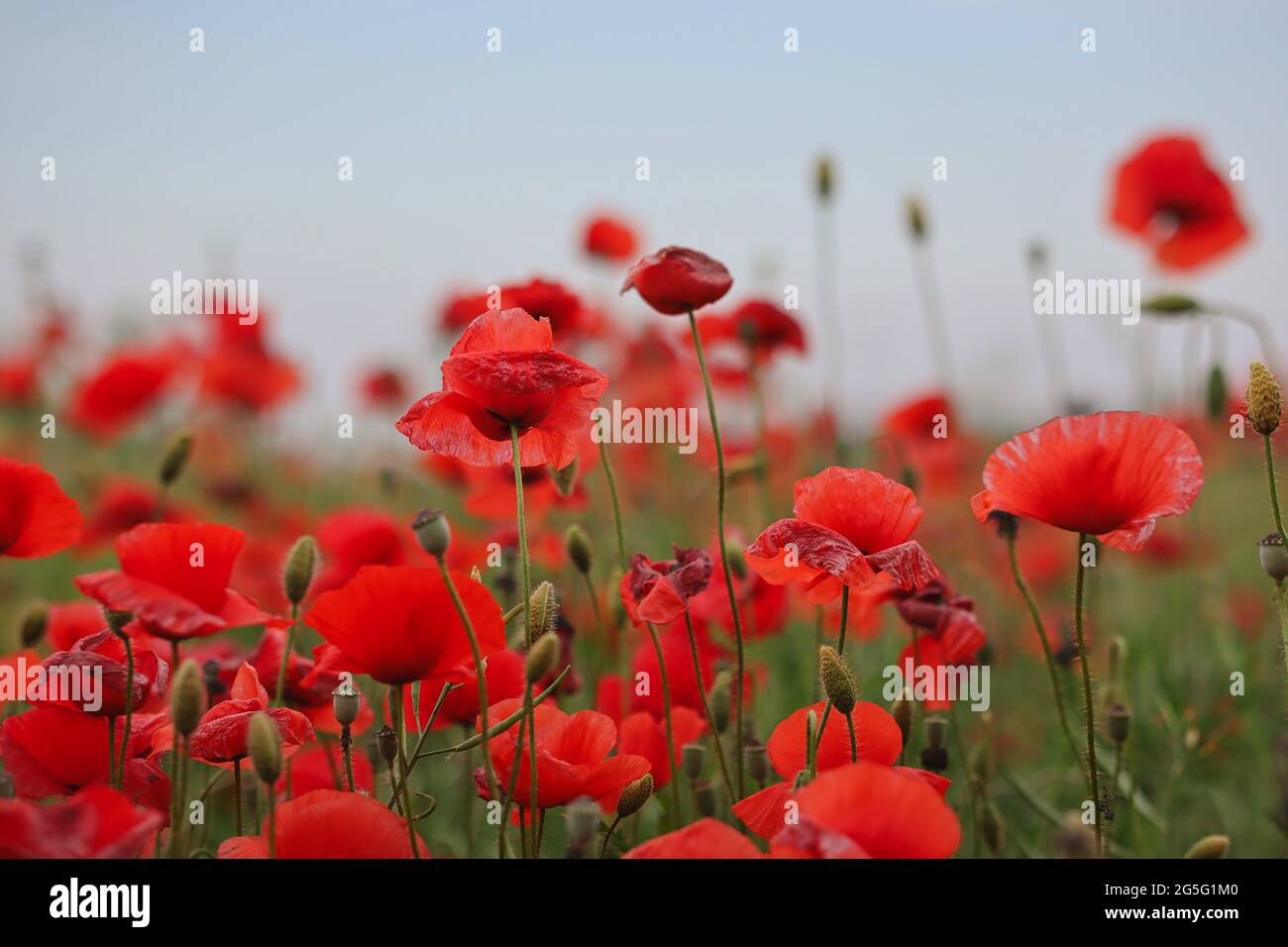 Campo di papavero rosso nella natura ceca. Bel prato di Papaver Rhoeas anche chiamato mais Rosa o Poppy comune. Foto Stock