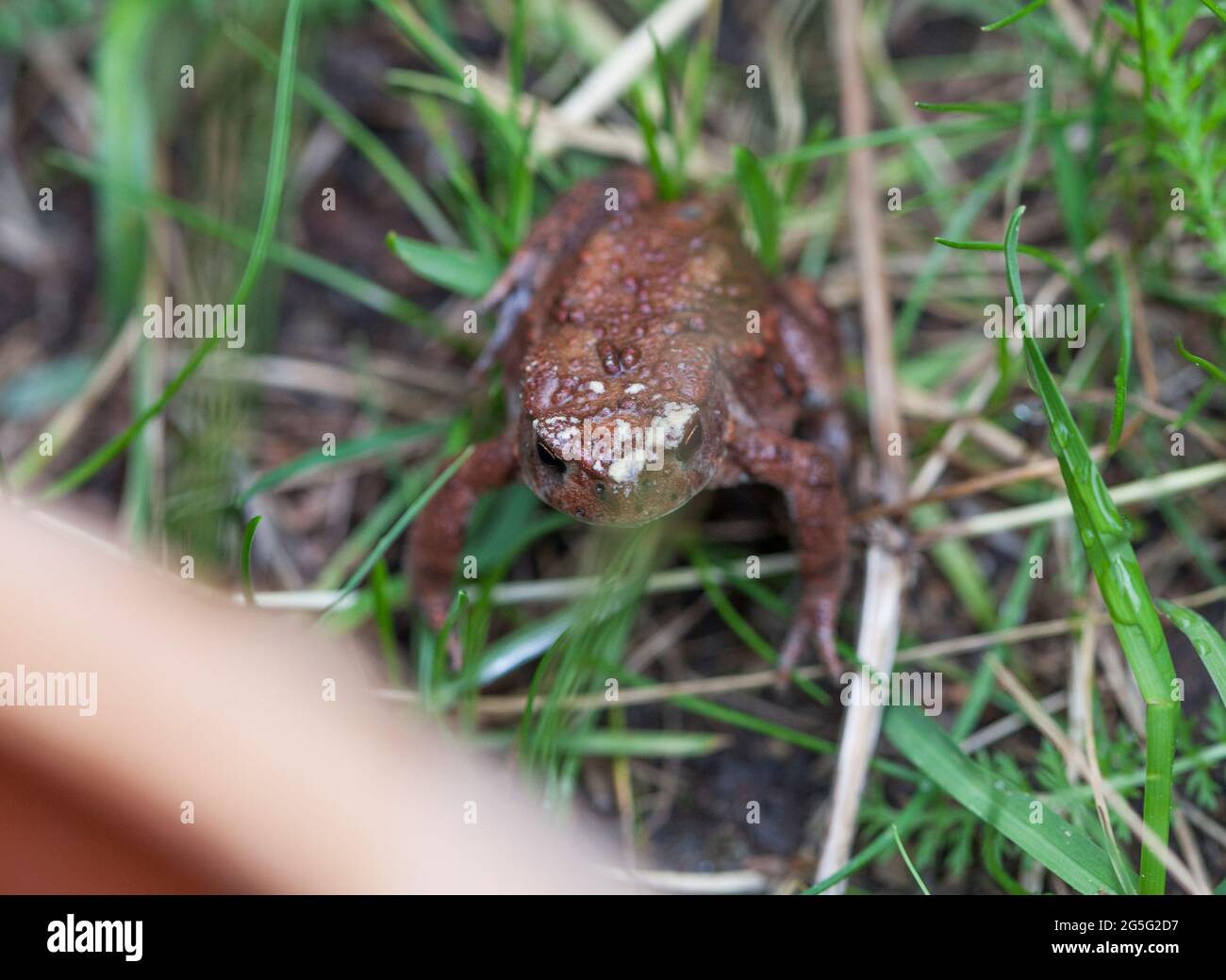 Rana DI TOAD della famiglia Bufonidae Foto Stock