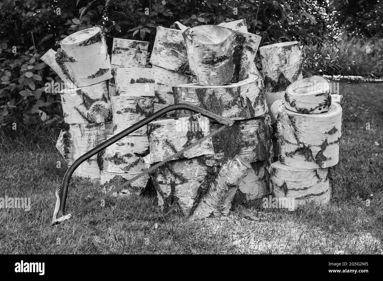 Tagliare una betulla con una sega a mano. Si tratta di un danno da tempesta. Strati di albero impilati Foto Stock