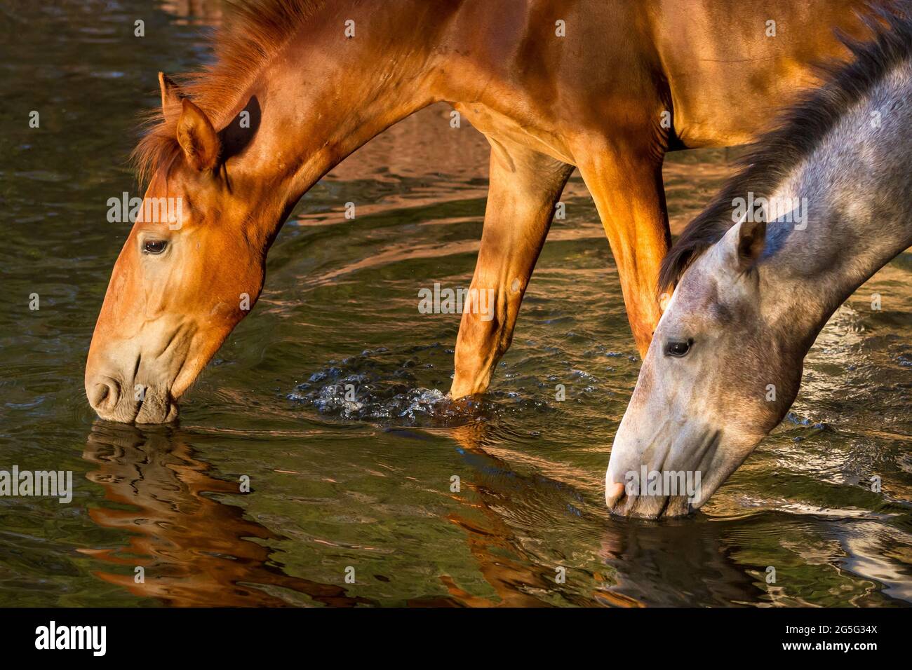 Evench serale - cavalli selvaggi Godetevi un drink al Lower Salt River dopo una giornata calda. Tonto National Forest, Mesa, Arizona, Stati Uniti Foto Stock