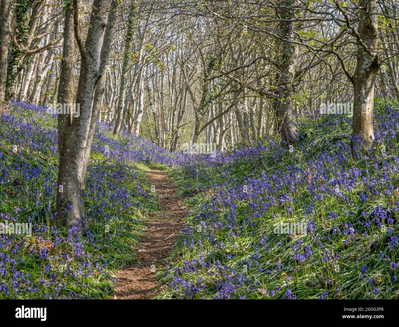 Una pista sentiero sentiero sentiero prova running arrampicata su attraverso boschi di bluebell inglese bosco bosco bosco soleggiato crepato luce Foto Stock