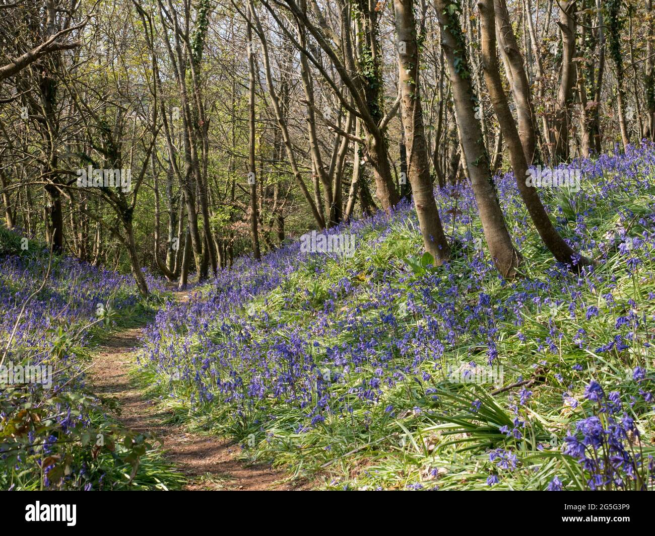 Una pista sentiero sentiero prova pista arrampicata salita attraverso boschi di bluebell inglese bosco bosco soleggiato fiaccato di luce insieme di tre alberi sulla destra Foto Stock