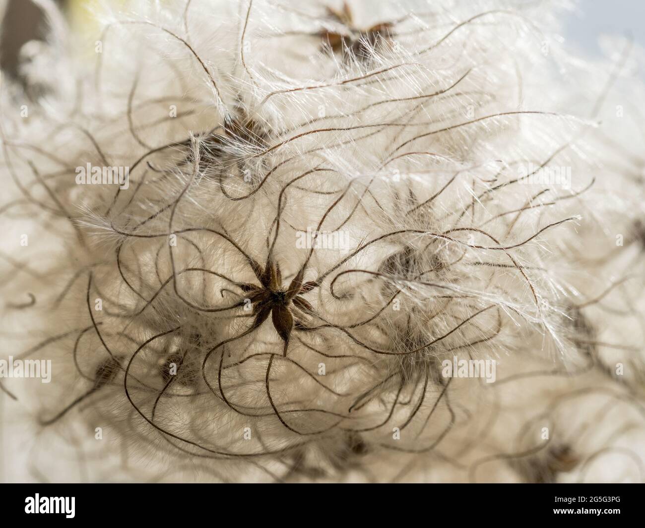 una panoramica completa dei dettagli macro dell'elegante e delicata clemetis con soffici semi di testa di semina con testa di semina con coda di tendine che ondola il bac arricciante Foto Stock