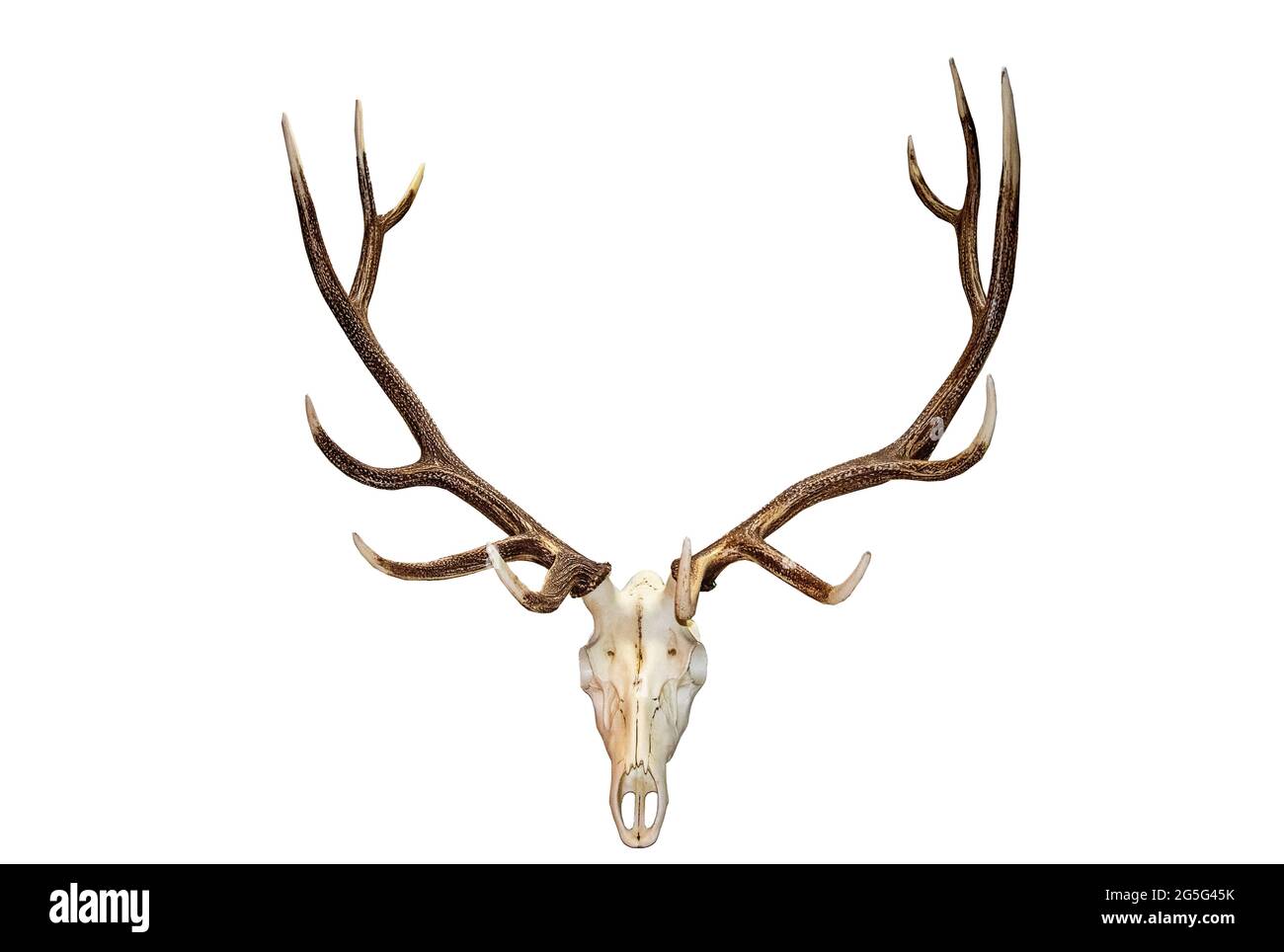 Bel cranio di Analope e antlers isolato contro il bianco. Foto Stock