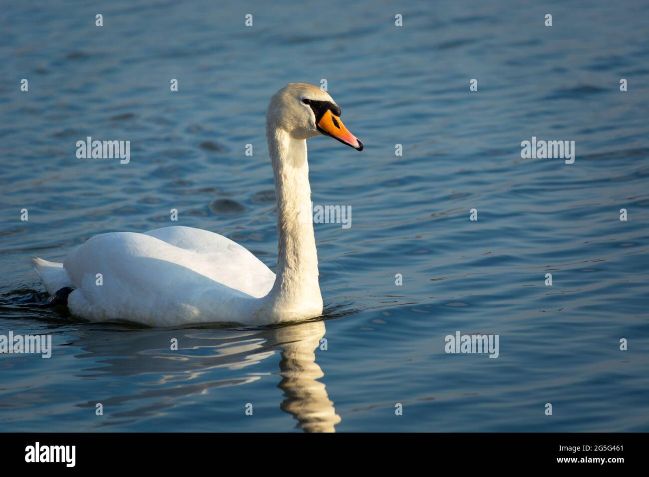 Single cigno bianco che nuota sull'acqua, Stankow, Lubelskie, Polonia Foto Stock