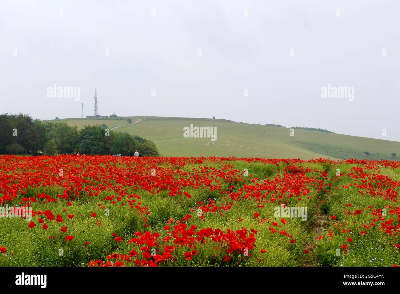 Spettacolare visualizzazione del campo di papavero con il trundle sullo sfondo Foto Stock