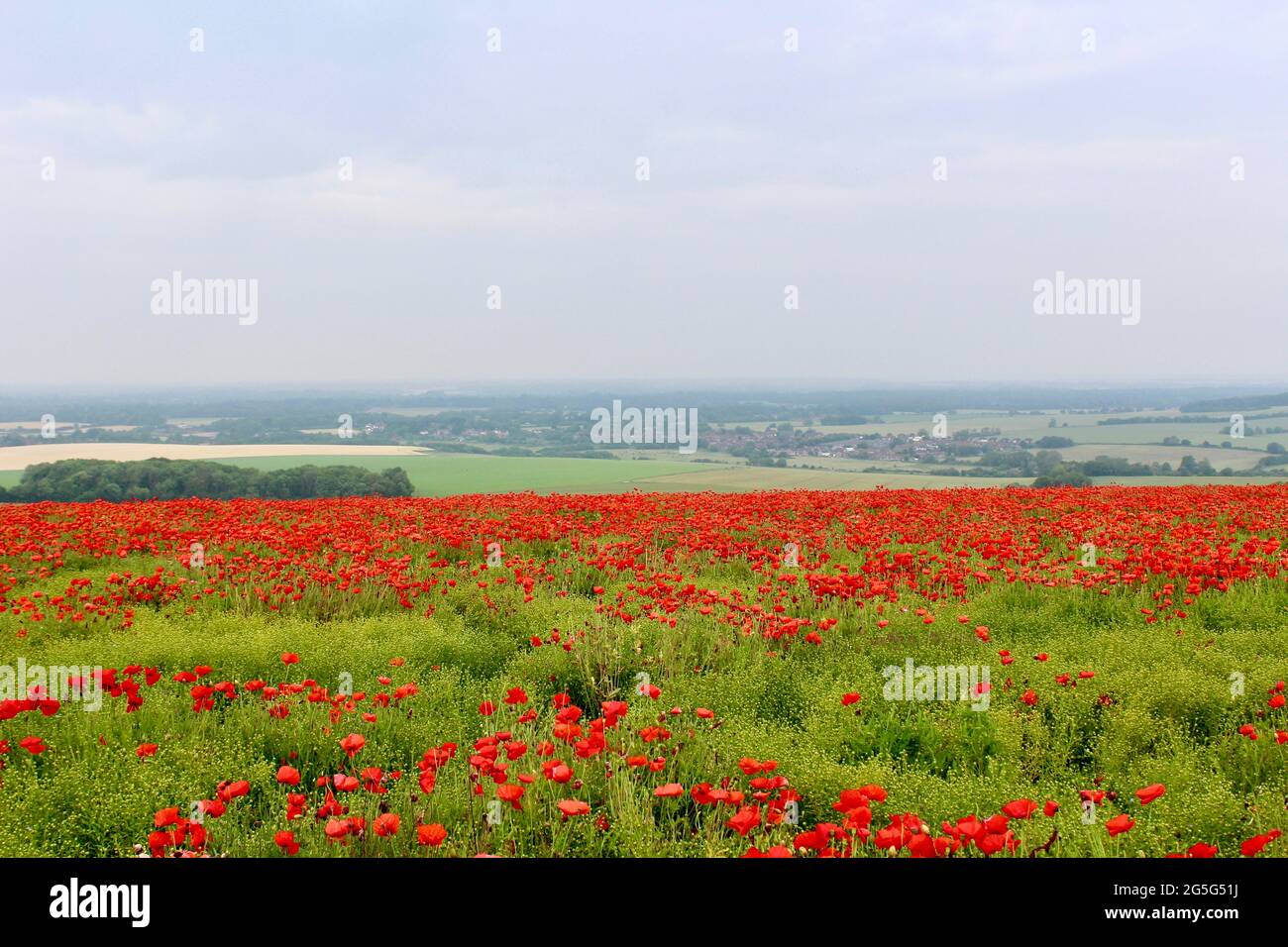 Profusione di colore come campi vicino alla trundle, Chichester venire vivo con papaveri fioriti. Il rosso è il colore. Foto Stock