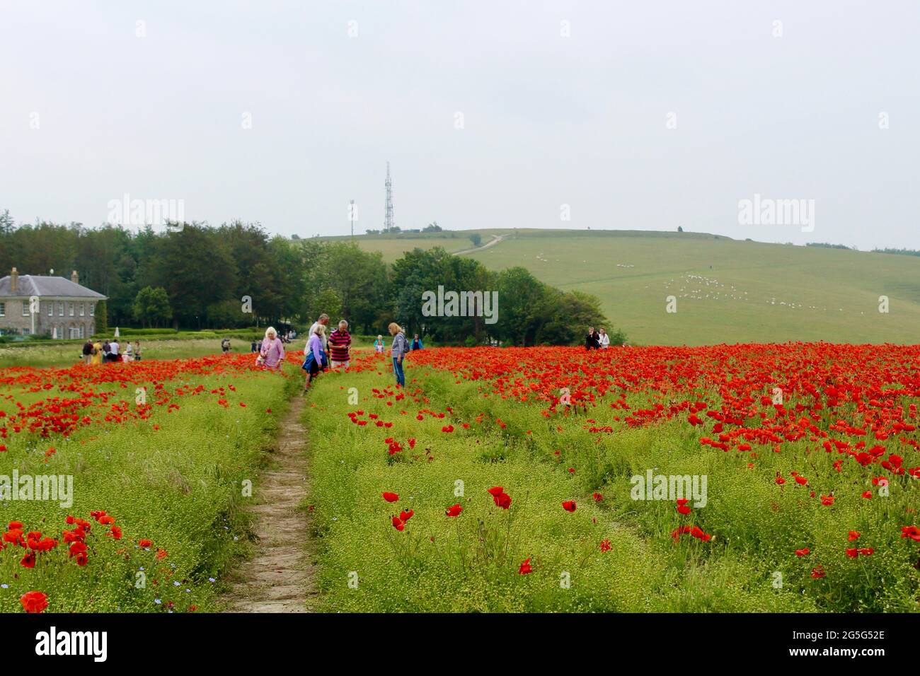 La gente scende per vedere le scene stupefacenti dei campi di papavero in fiore pieno. Foto Stock