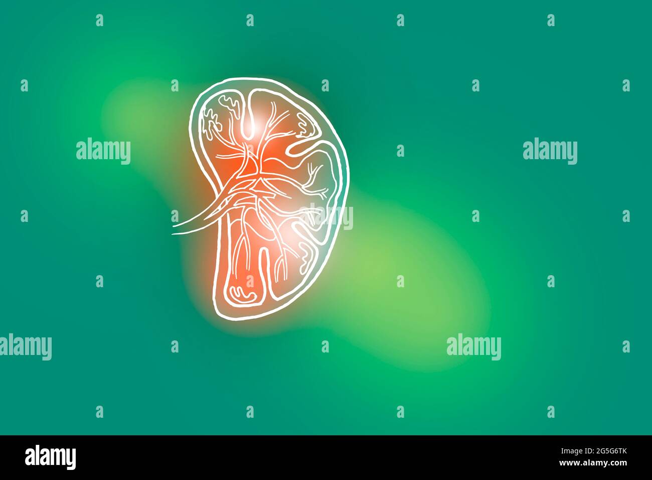Illustrazione Handrawn della milza umana su sfondo verde chiaro. Set medico-scientifico con i principali organi umani con spazio di copia vuoto per il testo Foto Stock