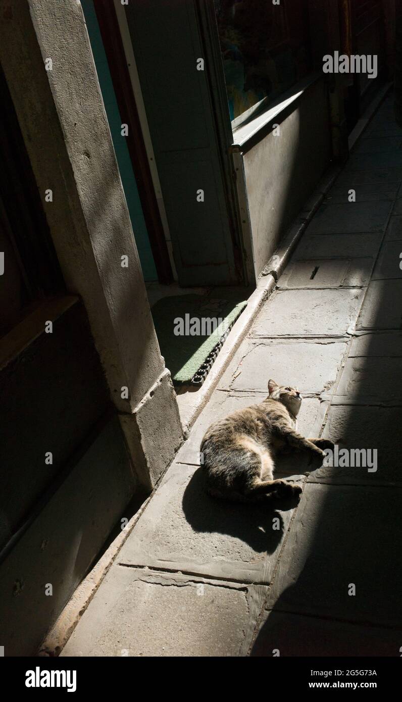 VENEZIA, ITALIA - APRILE 14 2018 : Cat a Venezia. Foto Stock