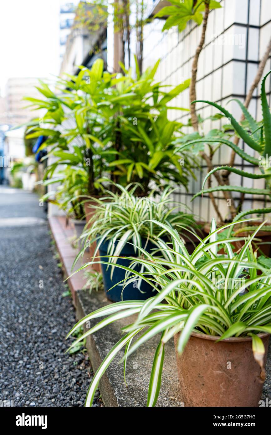 Giardino con piante che fiancheggiano la via del vicolo giapponese Foto Stock