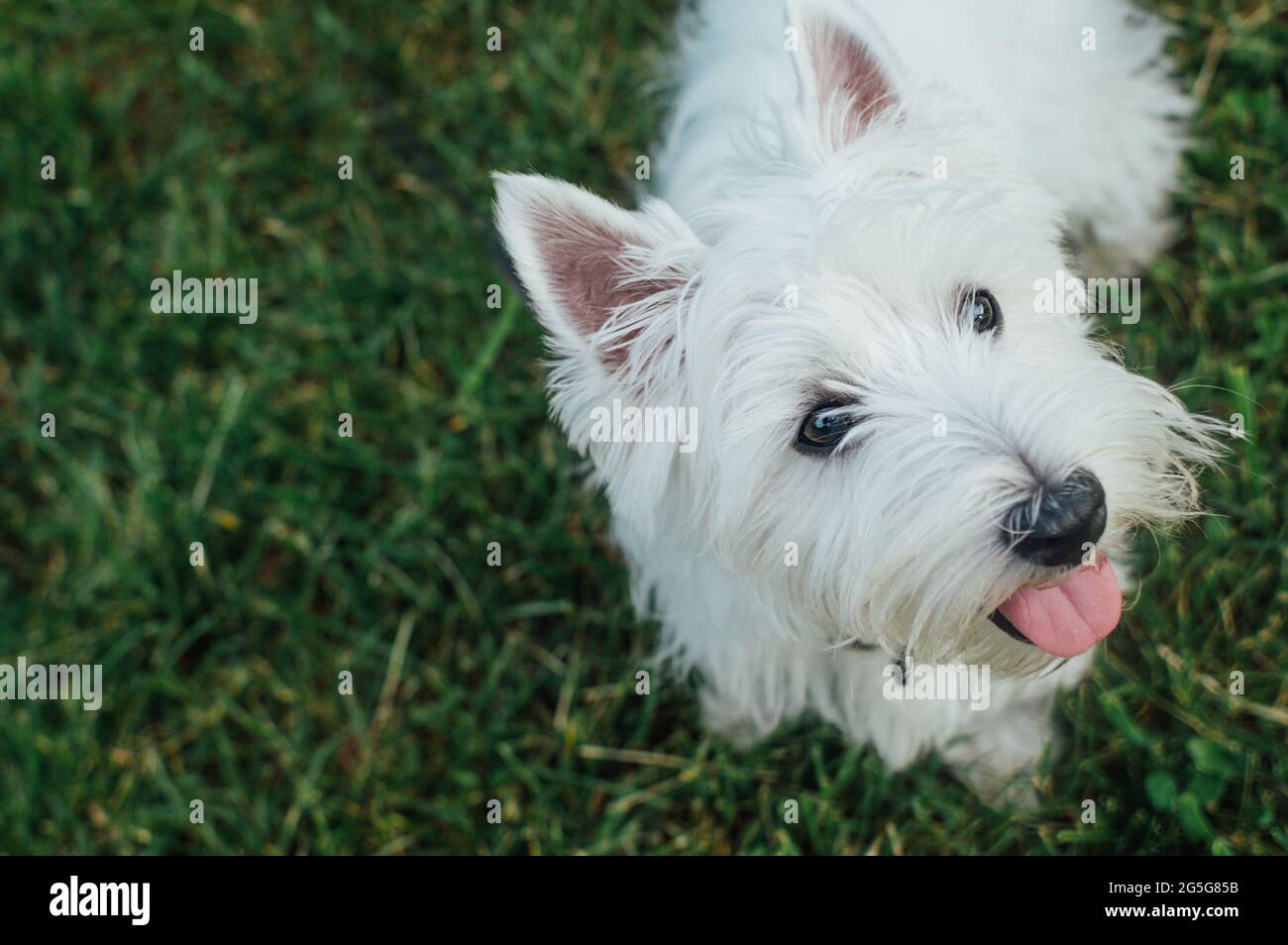 Bianco terrier cane ritratto primo piano su erba verde. Piccolo cane bianco carino. Foto Stock