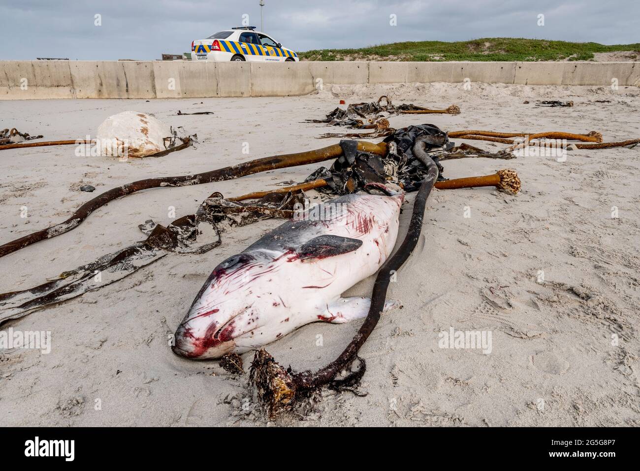 Carcassa di una giovane balena di sperma di Pigmio (brevieps di Kogia) sulla spiaggia di Witsands, vicino alle scogliere di Misty, Penisola del Capo, Sud Africa. Cordatura cetacea. Foto Stock