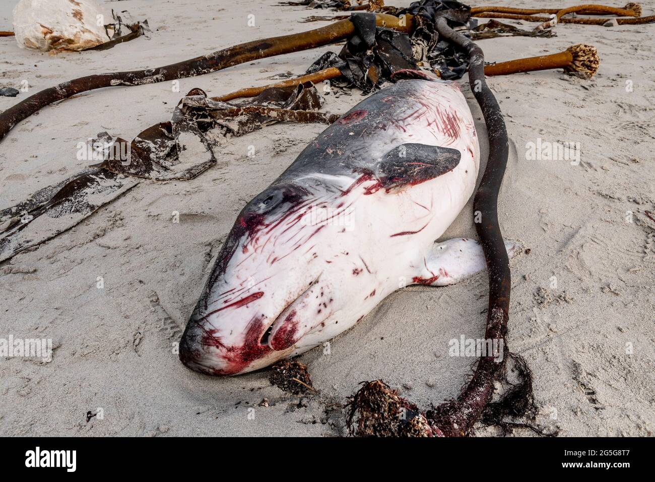 Carcassa di una giovane balena di sperma di Pigmio (brevieps di Kogia) sulla spiaggia di Witsands, vicino alle scogliere di Misty, Penisola del Capo, Sud Africa. Cordatura cetacea. Foto Stock