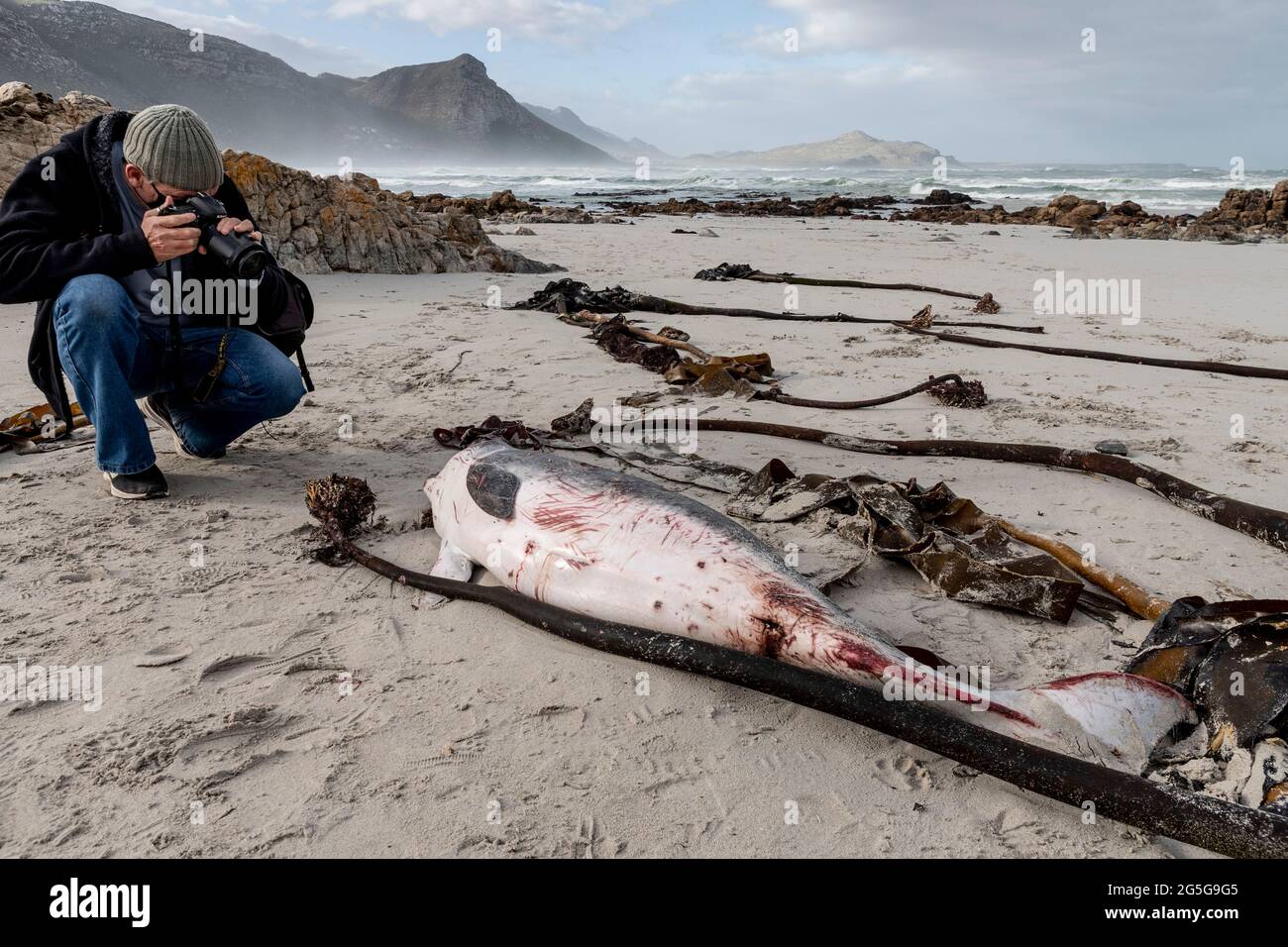 Un uomo scatta una foto della balena di sperma di Pigmy (begli di Kogia) sulla spiaggia di Witsands, vicino alle scogliere di Misty, Penisola del Capo, Sud Africa. Foto Stock