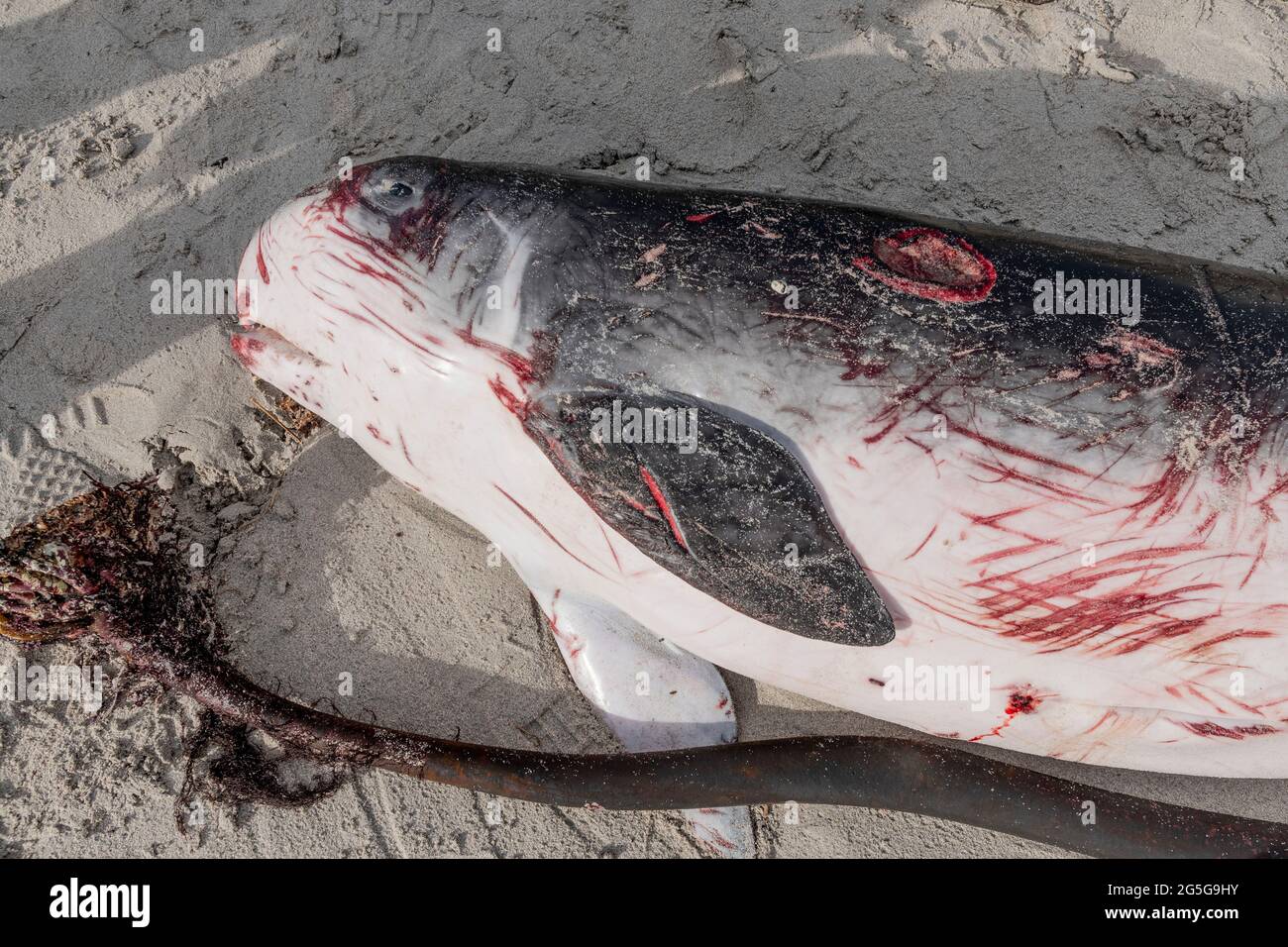 Carcassa di una giovane balena di sperma di Pigmio (brevieps di Kogia) sulla spiaggia di Witsands, vicino alle scogliere di Misty, Penisola del Capo, Sud Africa. Cordatura cetacea. Foto Stock