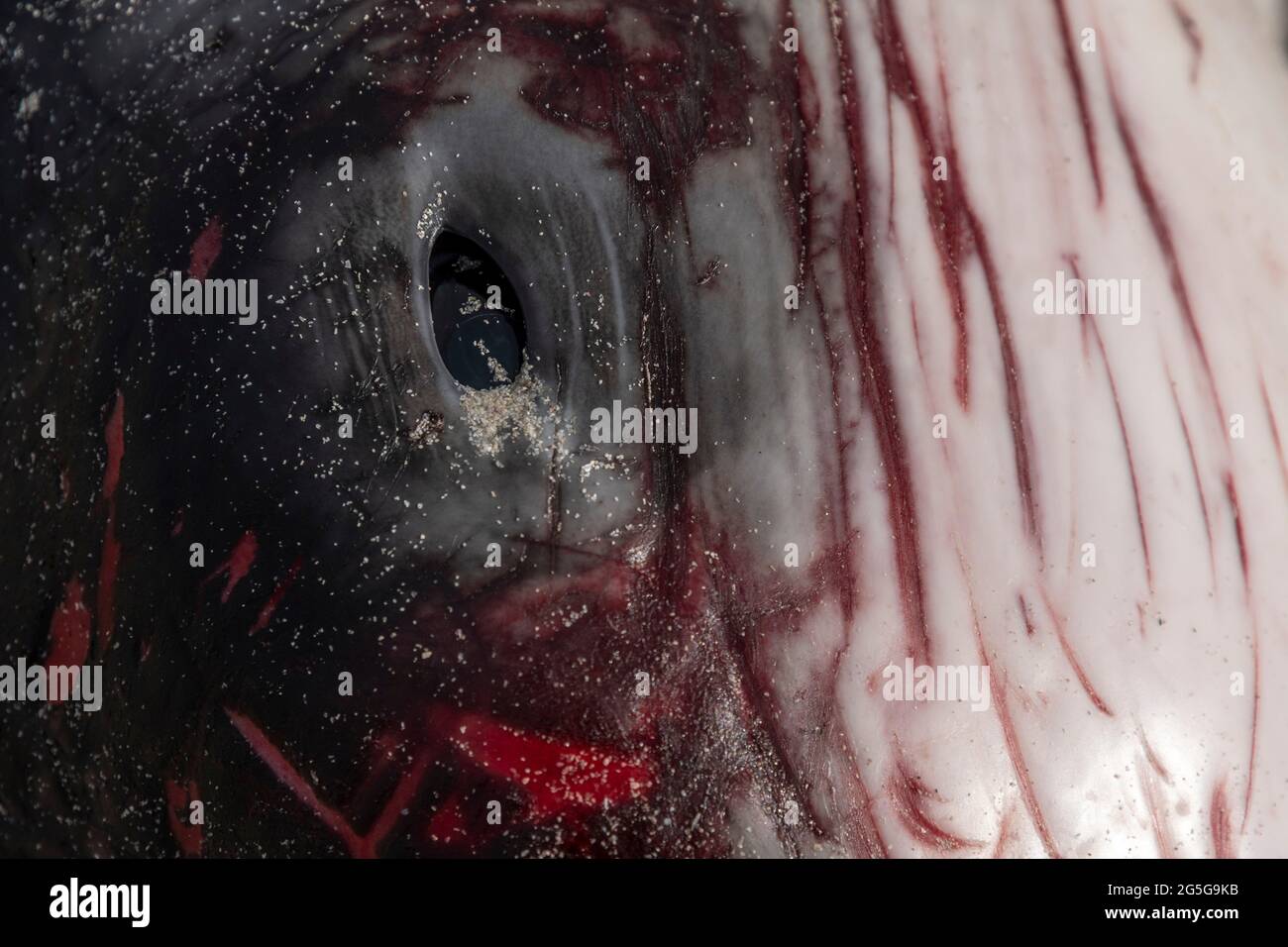 Primo piano di occhio di capretto morto Pigmy sperm Whale (Kogia breviceps) lavato su spiaggia a Witsands, vicino a Misty Cliffs, Cape Peninsula, Sud Africa. Foto Stock