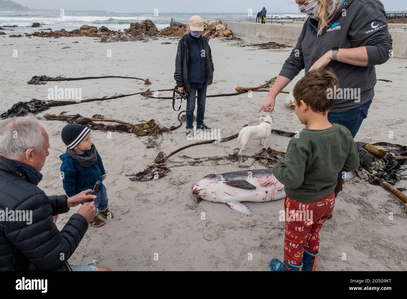 La gente guarda il capriccioso spermatozoi Whale (brevieps di Kogia) carcassa lavata su spiaggia a Witsands, vicino alle scogliere di Misty, Penisola del Capo, Sudafrica. Foto Stock
