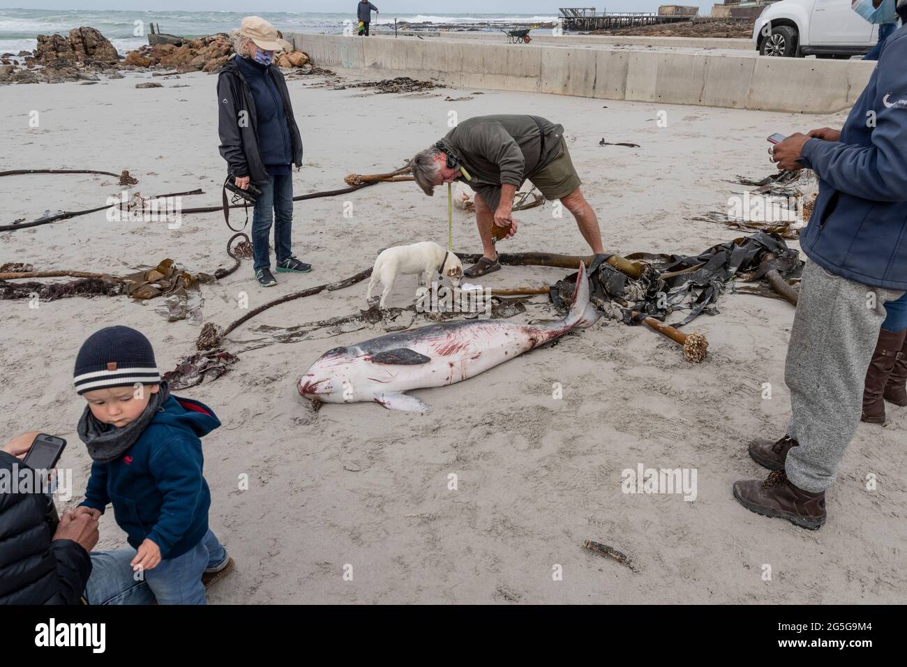 La gente guarda il capriccioso spermatozoi Whale (brevieps di Kogia) carcassa lavata su spiaggia a Witsands, vicino alle scogliere di Misty, Penisola del Capo, Sudafrica. Foto Stock