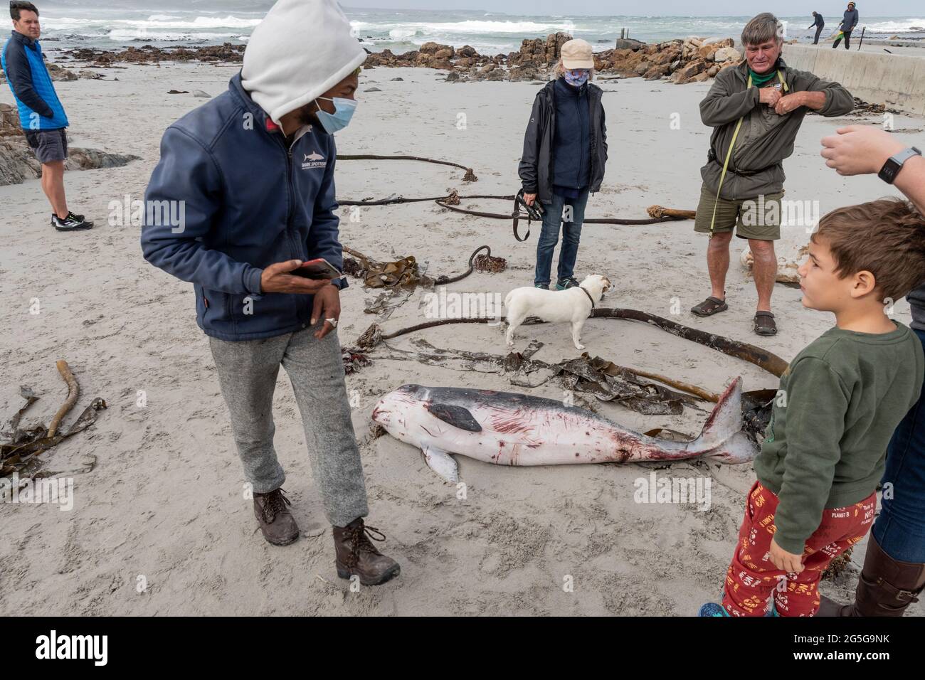 La gente guarda il capriccioso spermatozoi Whale (brevieps di Kogia) carcassa lavata su spiaggia a Witsands, vicino alle scogliere di Misty, Penisola del Capo, Sudafrica. Foto Stock