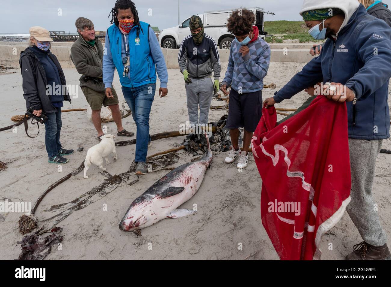 I dipendenti degli sparatori di squali rimuovono dalla spiaggia di Witssands, nella penisola del Capo, in Sud Africa, la carcassa giovanile di sperma di pygmy (brevieps di Kogia) Foto Stock