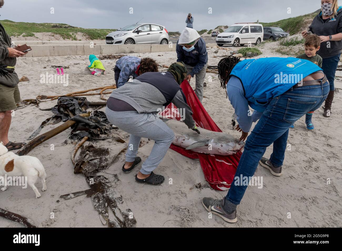 I dipendenti degli sparatori di squali rimuovono dalla spiaggia di Witssands, nella penisola del Capo, in Sud Africa, la carcassa giovanile di sperma di pygmy (brevieps di Kogia) Foto Stock