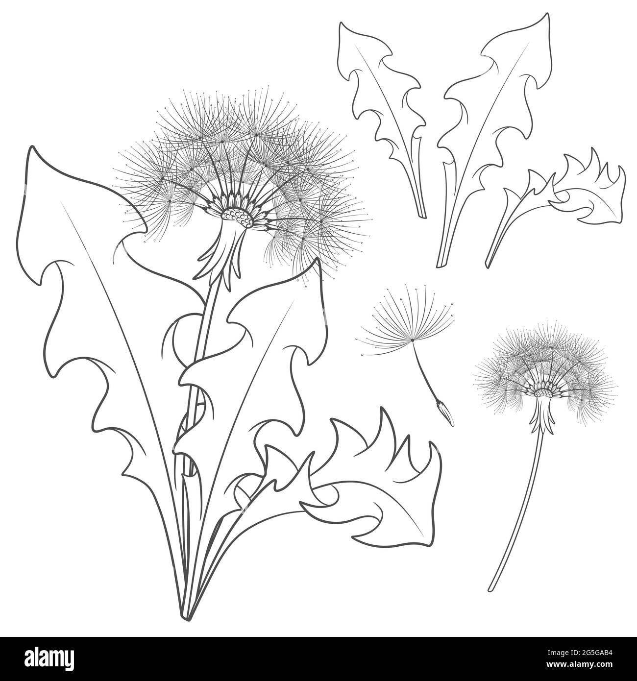 Insieme di immagini con un dente di leone. Vettore isolato oggetti in bianco e nero su sfondo bianco. Illustrazione Vettoriale