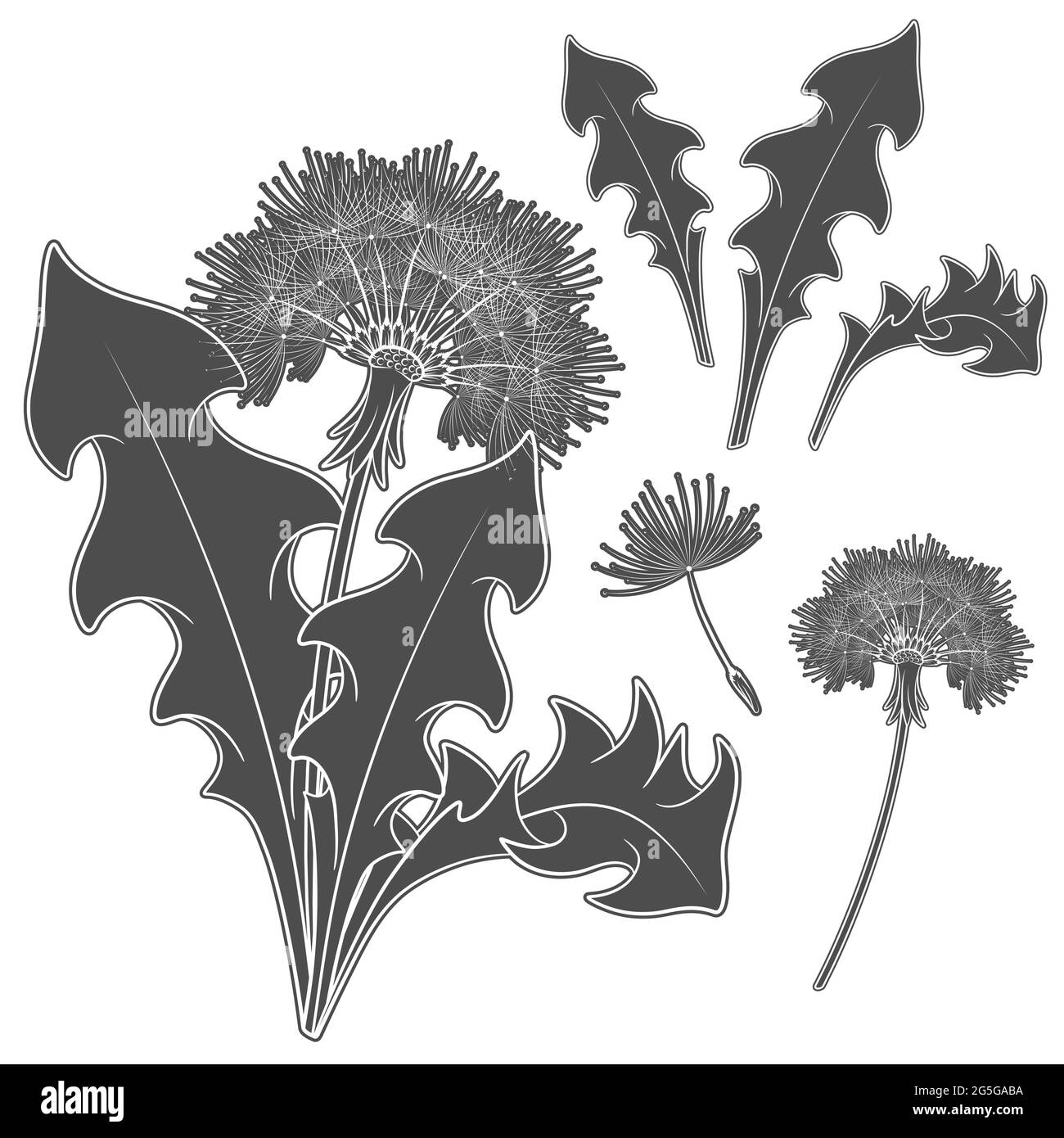Insieme di immagini con un dente di leone. Vettore isolato oggetti in bianco e nero su sfondo bianco. Illustrazione Vettoriale