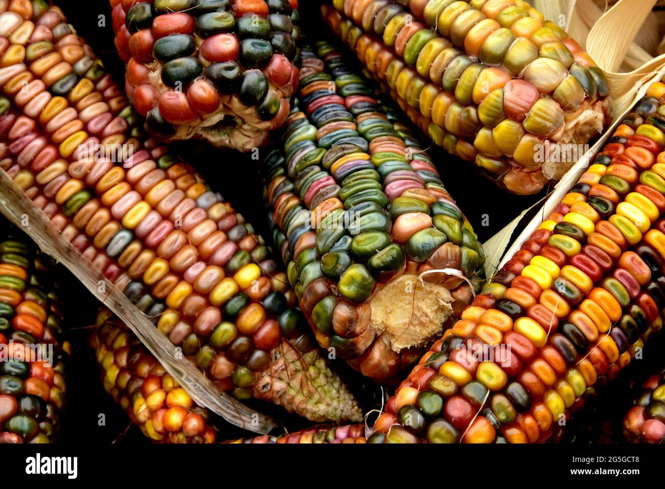 Fondo di nutrizione di mais colorato asciutto Foto Stock