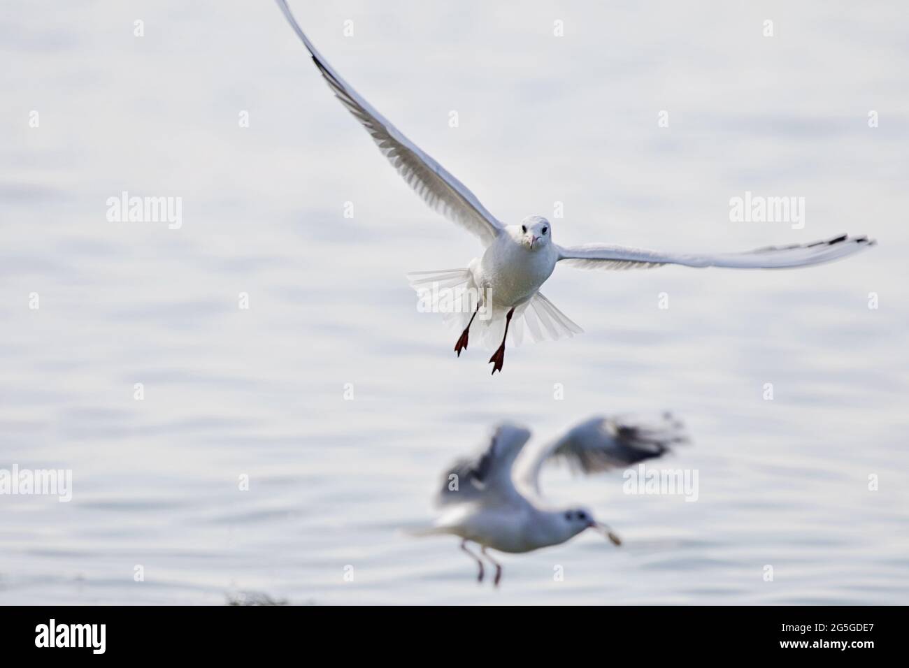 Gabbiano che vola sull'acqua aperta Foto Stock