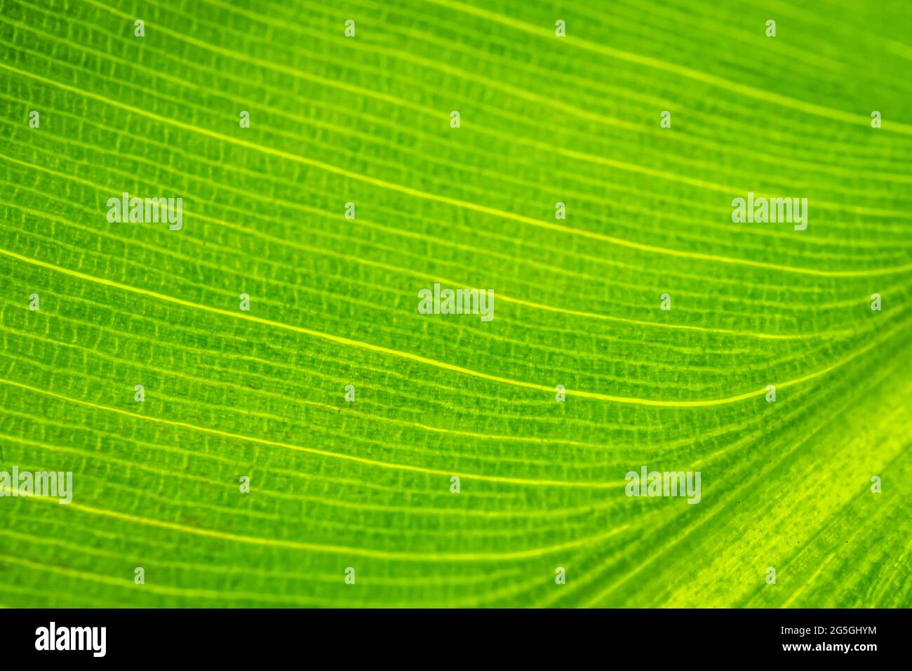 Primo piano di foglia di banana. Sfondi astratti. Immagine di colore verde. Foto Stock