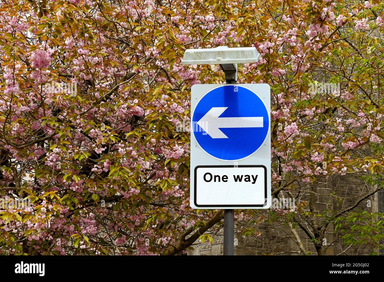 Segnaletica stradale in un sistema a senso unico intorno al centro della città, isolato su uno sfondo di alberi di fiori di ciliegio. Nessuna gente. Foto Stock