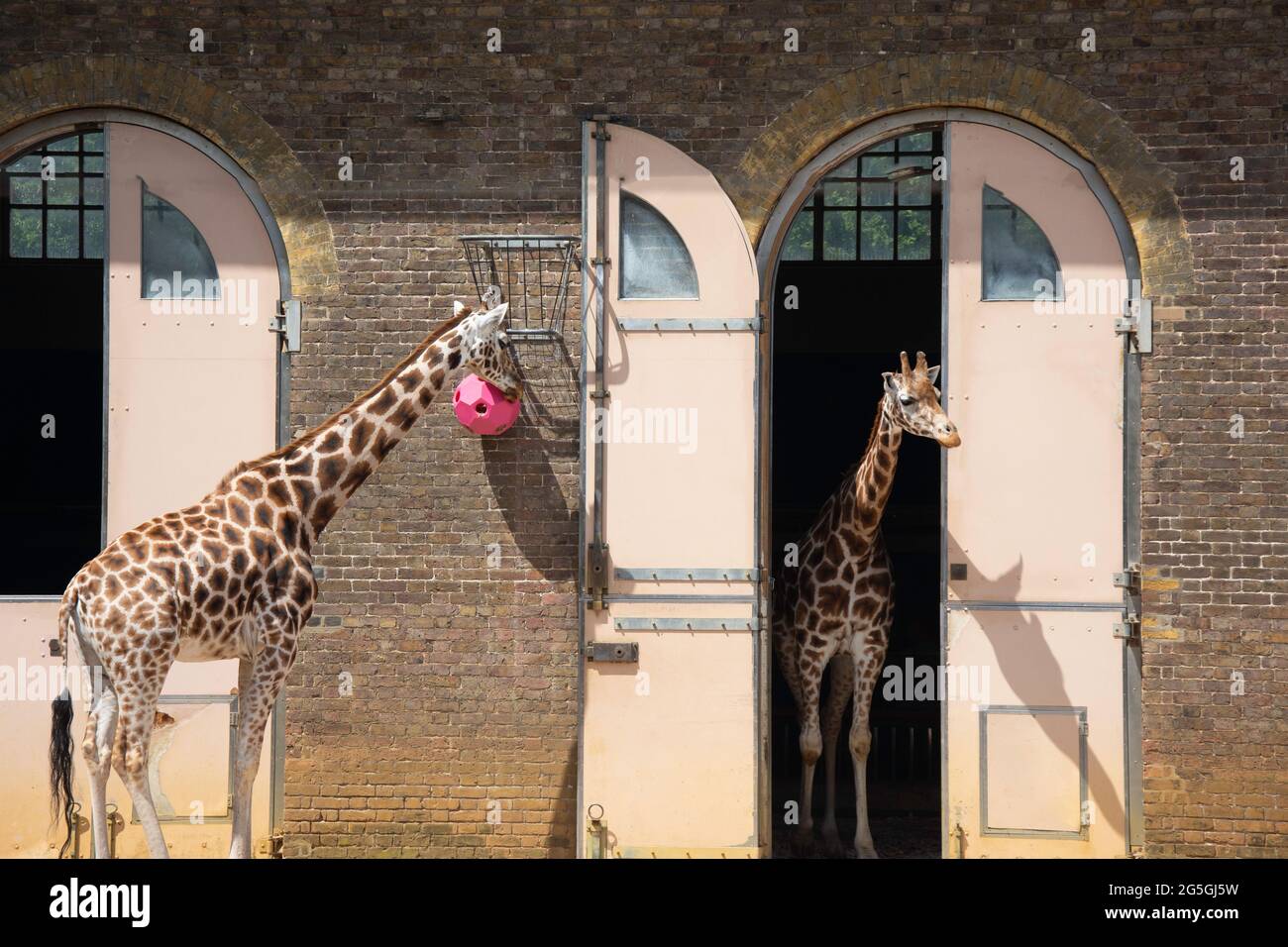 Giraffe (Giraffa) all'esterno del recinto dello ZSL London Zoo, Regent's Park, City of Westminster, Greater London, England, Regno Unito Foto Stock