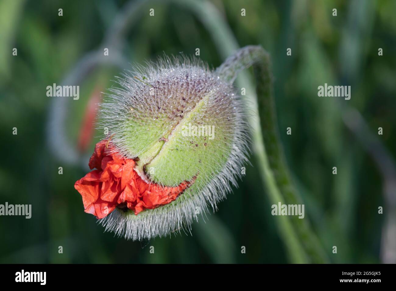 Primo piano di un Hairy Oriental Poppy (Papaver Orientale) Bud apertura, che mostra i petali Scarlet emergenti Foto Stock